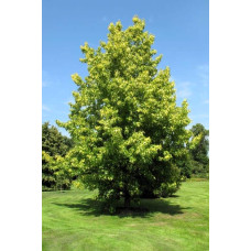 Ліквідамбар смолоносний | Liquidambar styraciflua | Ликвидамбар смолоносный