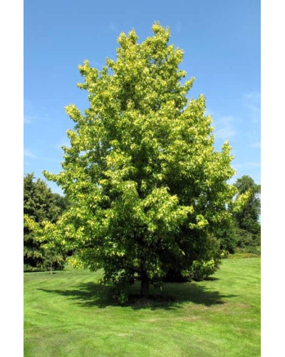 Ліквідамбар смолоносний | Liquidambar styraciflua | Ликвидамбар смолоносный