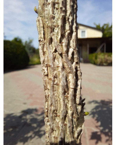 Ліквідамбар смолоносний | Liquidambar styraciflua | Ликвидамбар смолоносный