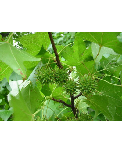 Ліквідамбар смолоносний | Liquidambar styraciflua | Ликвидамбар смолоносный