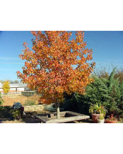 Ліквідамбар смолоносний | Liquidambar styraciflua | Ликвидамбар смолоносный