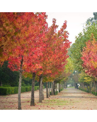 Ліквідамбар смолоносний | Liquidambar styraciflua | Ликвидамбар смолоносный