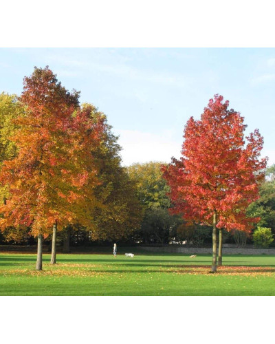 Ліквідамбар смолоносний | Liquidambar styraciflua | Ликвидамбар смолоносный