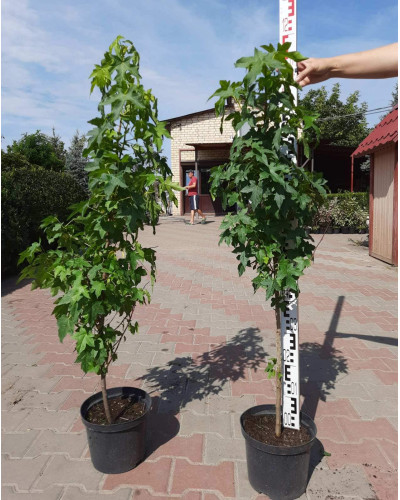 Ліквідамбар смолоносний | Liquidambar styraciflua | Ликвидамбар смолоносный