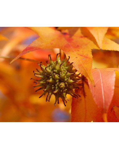 Ліквідамбар смолоносний | Liquidambar styraciflua | Ликвидамбар смолоносный