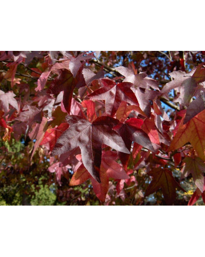 Ліквідамбар смолоносний | Liquidambar styraciflua | Ликвидамбар смолоносный
