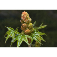 Ліквідамбар смолоносний | Liquidambar styraciflua | Ликвидамбар смолоносный