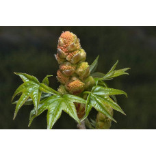 Ліквідамбар смолоносний | Liquidambar styraciflua | Ликвидамбар смолоносный