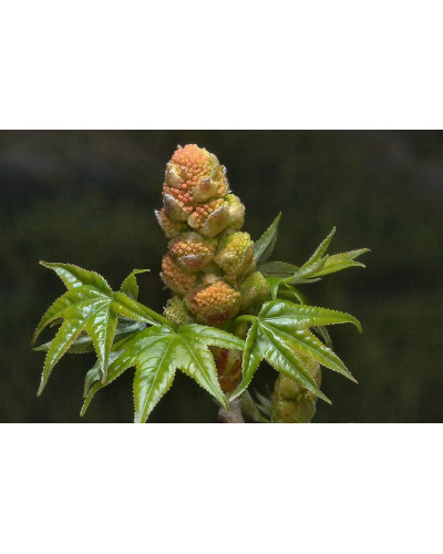 Ліквідамбар смолоносний | Liquidambar styraciflua | Ликвидамбар смолоносный