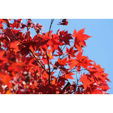 Ліквідамбар смолоносний | Liquidambar styraciflua | Ликвидамбар смолоносный
