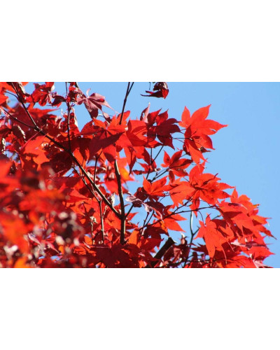 Ліквідамбар смолоносний | Liquidambar styraciflua | Ликвидамбар смолоносный
