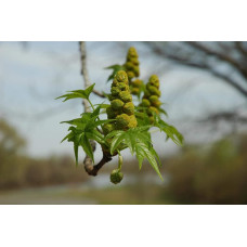 Ліквідамбар смолоносний | Liquidambar styraciflua | Ликвидамбар смолоносный