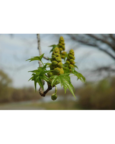 Ліквідамбар смолоносний | Liquidambar styraciflua | Ликвидамбар смолоносный