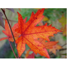 Ліквідамбар смолоносний | Liquidambar styraciflua | Ликвидамбар смолоносный