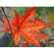 Ліквідамбар смолоносний | Liquidambar styraciflua | Ликвидамбар смолоносный