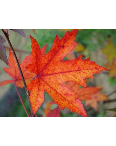 Ліквідамбар смолоносний | Liquidambar styraciflua | Ликвидамбар смолоносный