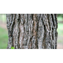 Ліквідамбар смолоносний | Liquidambar styraciflua | Ликвидамбар смолоносный