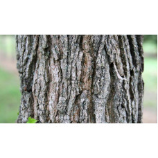 Ліквідамбар смолоносний | Liquidambar styraciflua | Ликвидамбар смолоносный