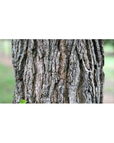 Ліквідамбар смолоносний | Liquidambar styraciflua | Ликвидамбар смолоносный