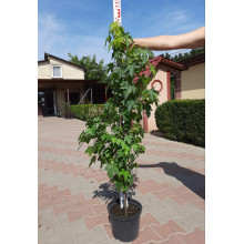 Ліквідамбар смолоносний | Liquidambar styraciflua | Ликвидамбар смолоносный