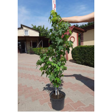 Ліквідамбар смолоносний | Liquidambar styraciflua | Ликвидамбар смолоносный