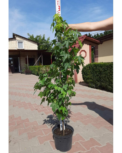 Ліквідамбар смолоносний | Liquidambar styraciflua | Ликвидамбар смолоносный