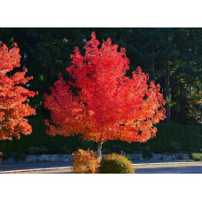 Ліквідамбар смолоносний | Liquidambar styraciflua | Ликвидамбар смолоносный