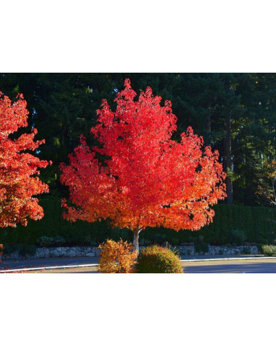Ліквідамбар смолоносний | Liquidambar styraciflua | Ликвидамбар смолоносный