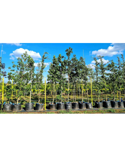 Ліквідамбар смолоносний | Liquidambar styraciflua | Ликвидамбар смолоносный