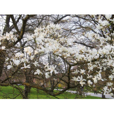 Магнолія кобус | Magnolia kobus | Магнолия кобус