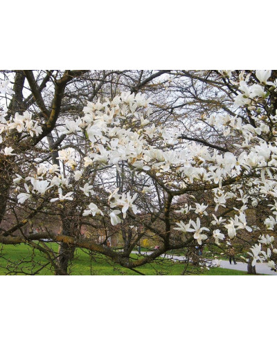 Магнолія кобус | Magnolia kobus | Магнолия кобус