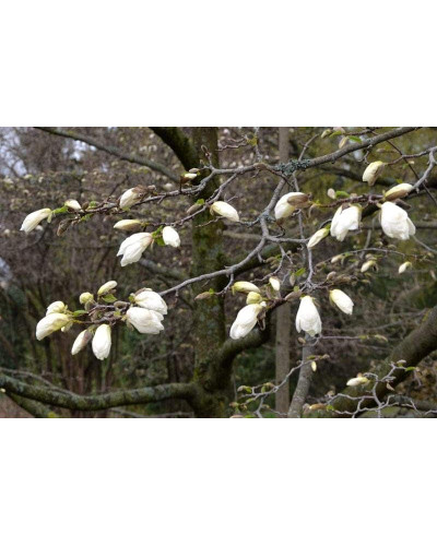 Магнолія кобус | Magnolia kobus | Магнолия кобус