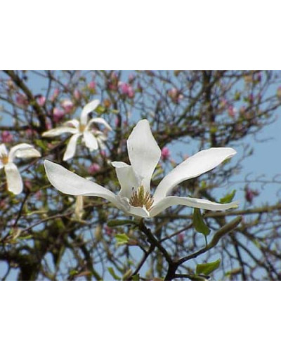 Магнолія кобус | Magnolia kobus | Магнолия кобус