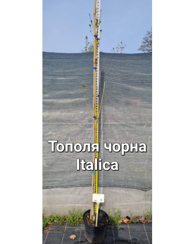 Тополя чорна Італіка | Тополь черный Италика | Populus nigra Italica