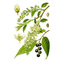 Черемха звичайна | Черёмуха обыкновенная | Prunus padus