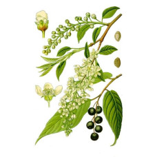Черемха звичайна | Черёмуха обыкновенная | Prunus padus