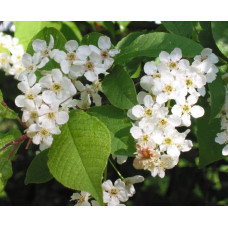 Черемха звичайна | Черёмуха обыкновенная | Prunus padus