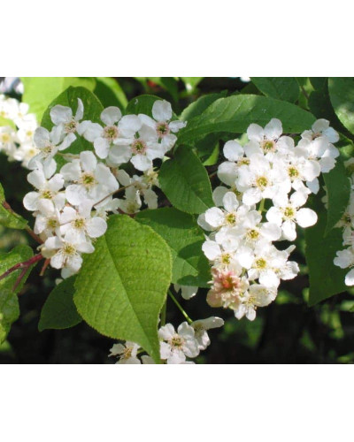 Черемха звичайна | Черёмуха обыкновенная | Prunus padus
