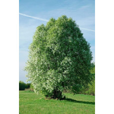 Черемха звичайна | Черёмуха обыкновенная | Prunus padus