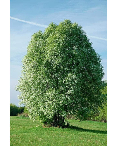 Черемха звичайна | Черёмуха обыкновенная | Prunus padus