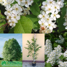 Черемха звичайна | Черёмуха обыкновенная | Prunus padus