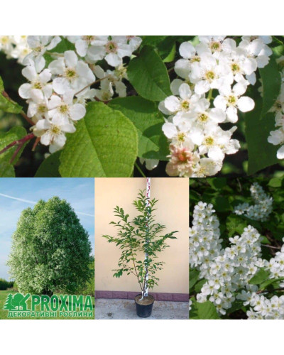 Черемха звичайна | Черёмуха обыкновенная | Prunus padus