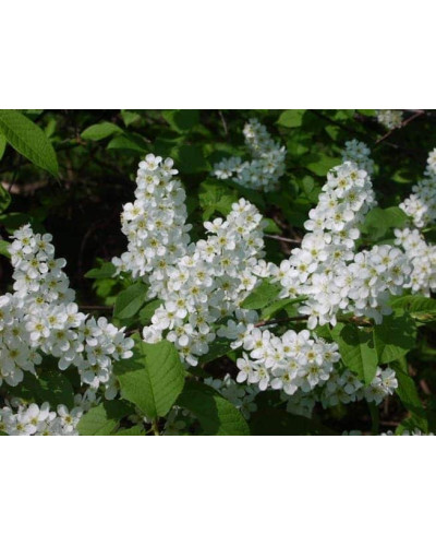 Черемха звичайна | Черёмуха обыкновенная | Prunus padus