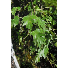 Береза повисла Далекарлійська | Betula pendula Dalecarlica | Береза повислая Далекарлийская