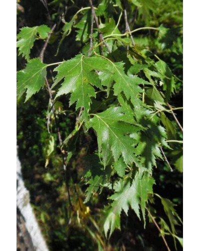 Береза повисла Далекарлійська | Betula pendula Dalecarlica | Береза повислая Далекарлийская