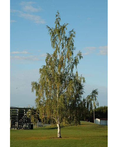 Береза повисла Далекарлійська | Betula pendula Dalecarlica | Береза повислая Далекарлийская