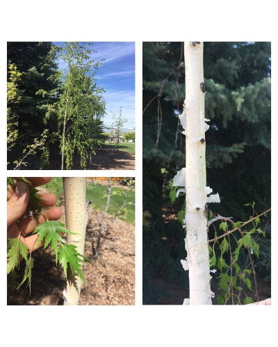 Береза повисла Далекарлійська | Betula pendula Dalecarlica | Береза повислая Далекарлийская