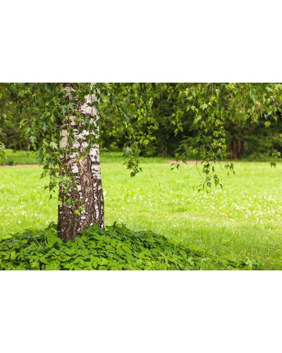 Береза повисла Далекарлійська | Betula pendula Dalecarlica | Береза повислая Далекарлийская
