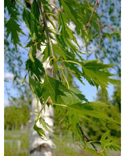 Береза повисла Далекарлійська | Betula pendula Dalecarlica | Береза повислая Далекарлийская