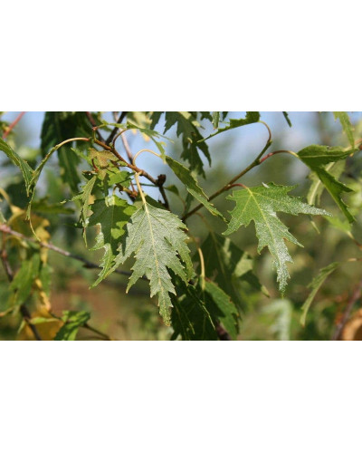 Береза повисла Далекарлійська | Betula pendula Dalecarlica | Береза повислая Далекарлийская